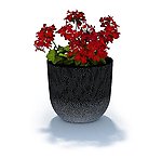 植物 花 盆栽