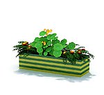 植物 花 盆栽