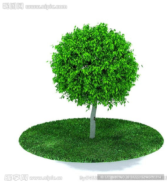 植物 树木