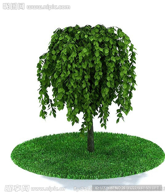 植物 树木
