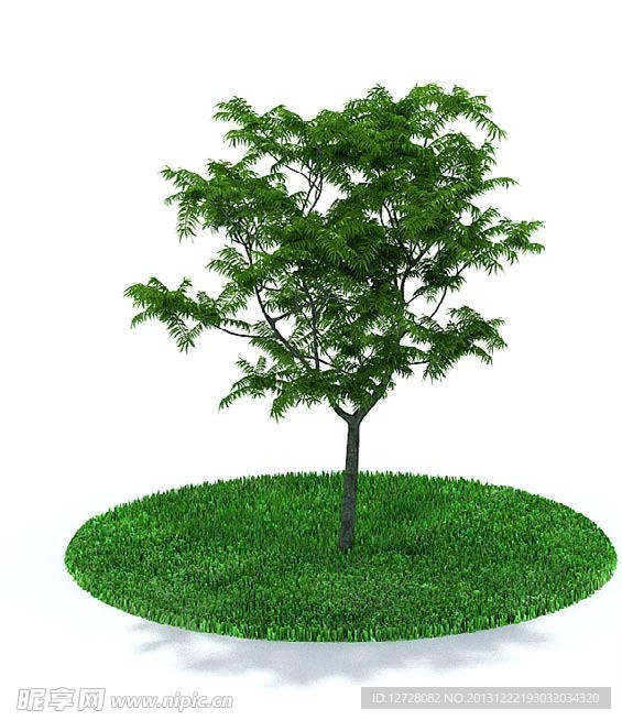 植物 树木
