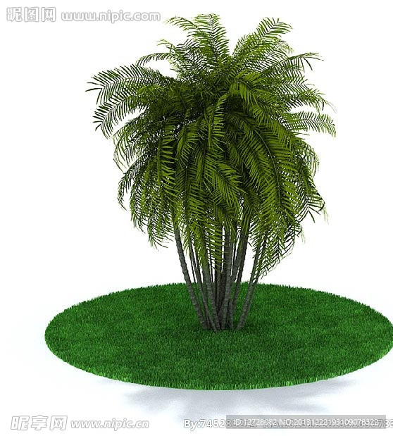 植物 树木