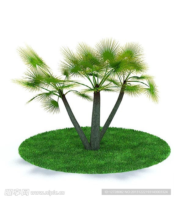 植物 树木
