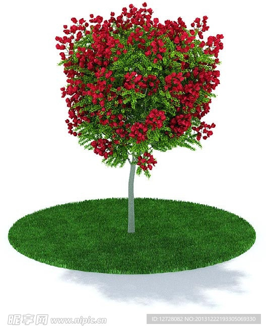 植物 树木