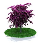 植物 树木