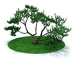 植物 树木