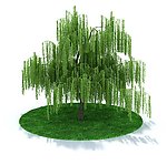 植物 树木