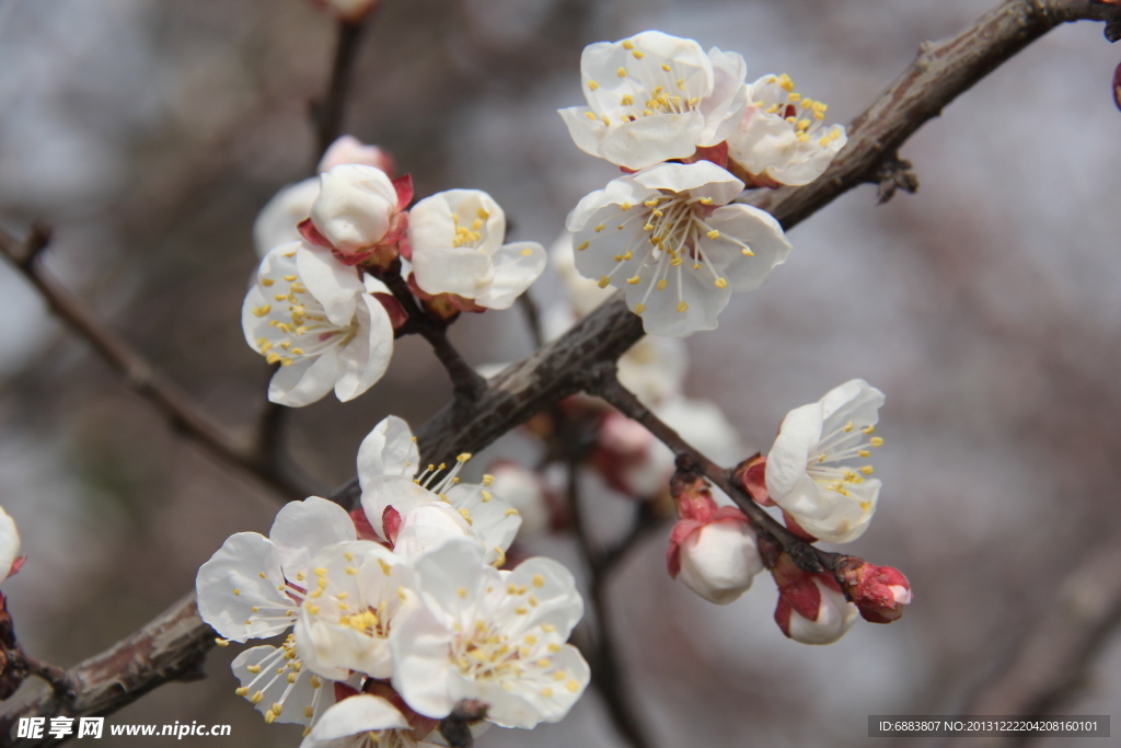 花的特写
