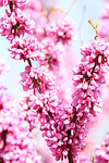 紫荆花花束