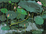 红莲