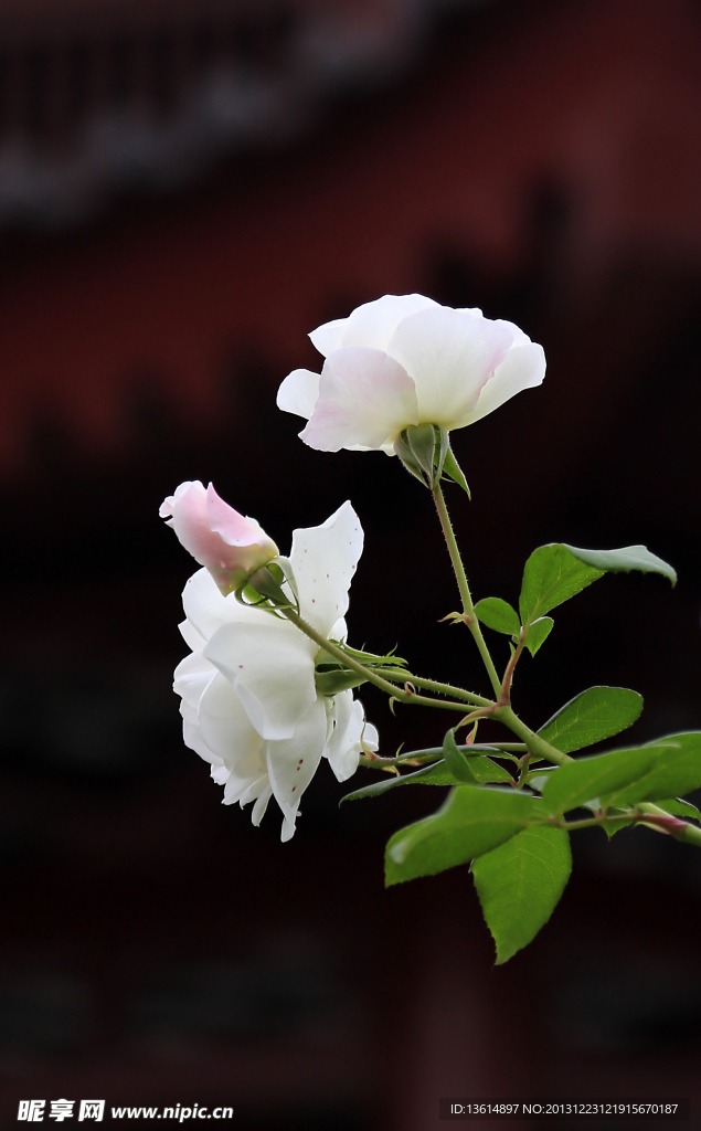 月季花