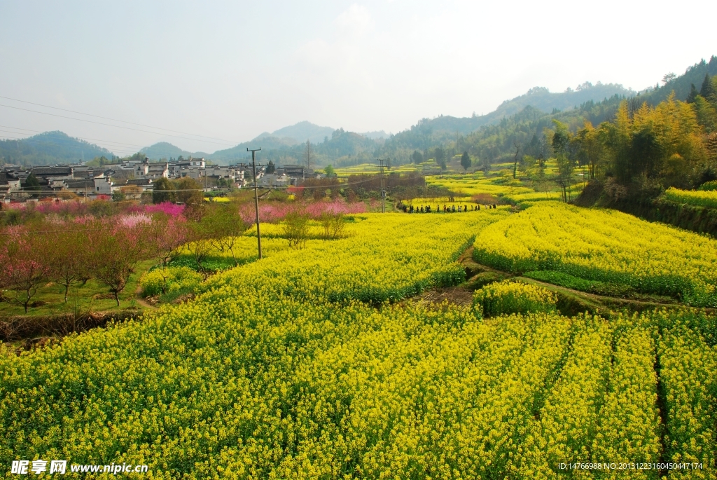 油菜花