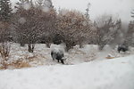 风雪