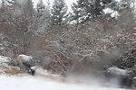 风雪