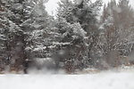 风雪