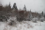 风雪