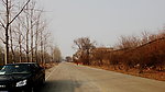 老树村
