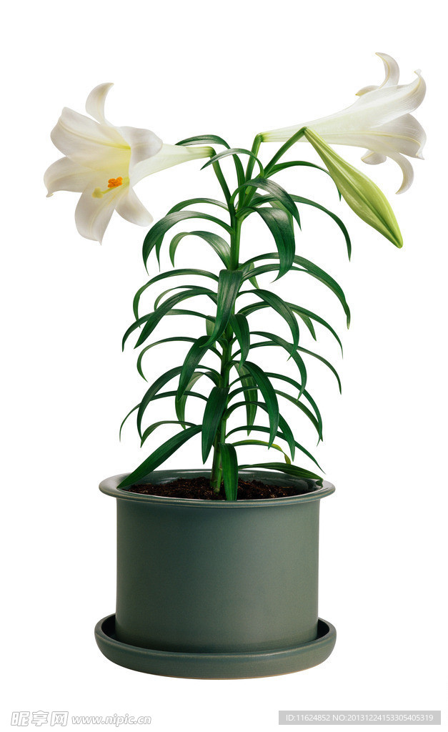百合花
