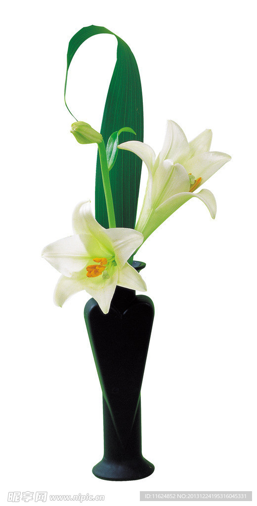 百合花