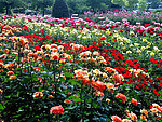 月季花