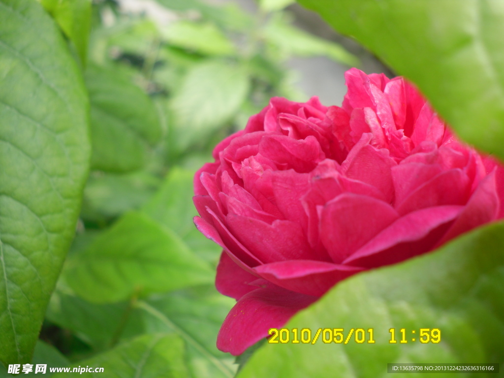 绿叶红花