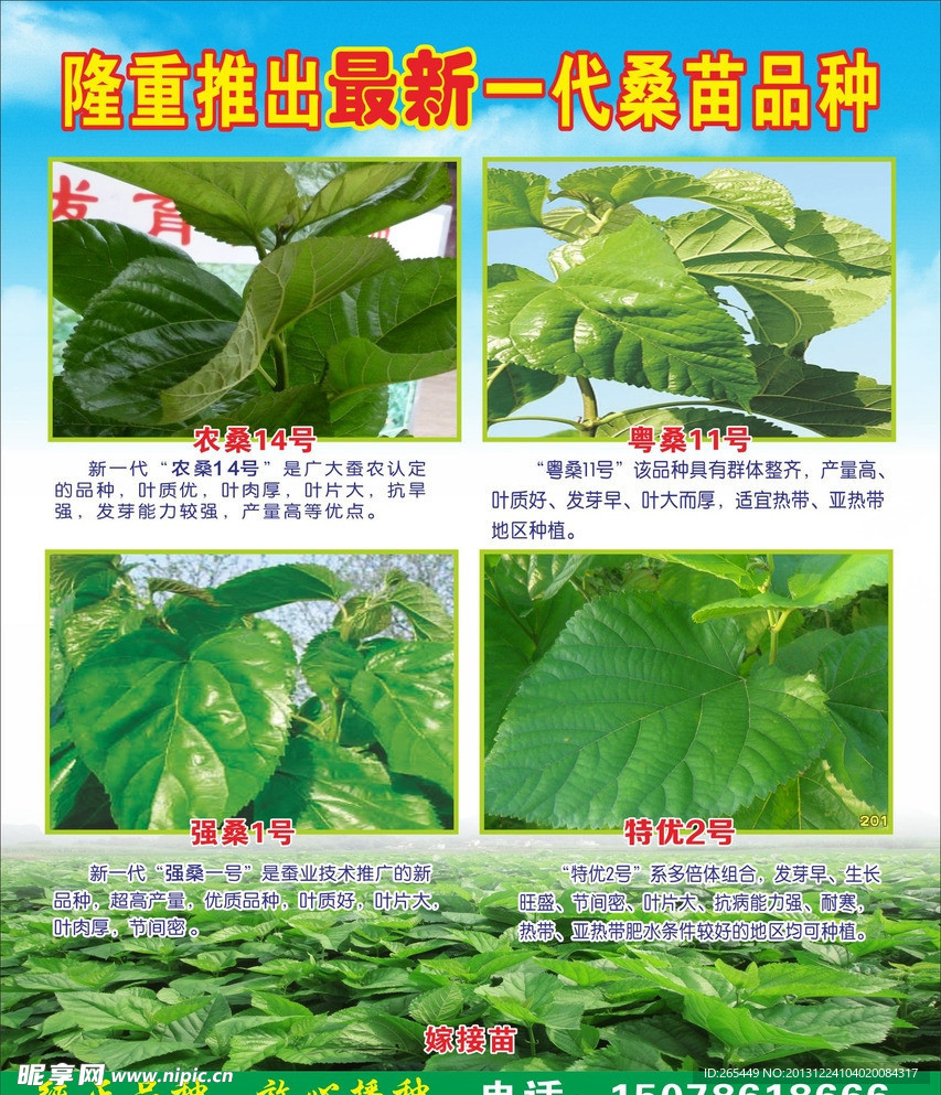 桑苗