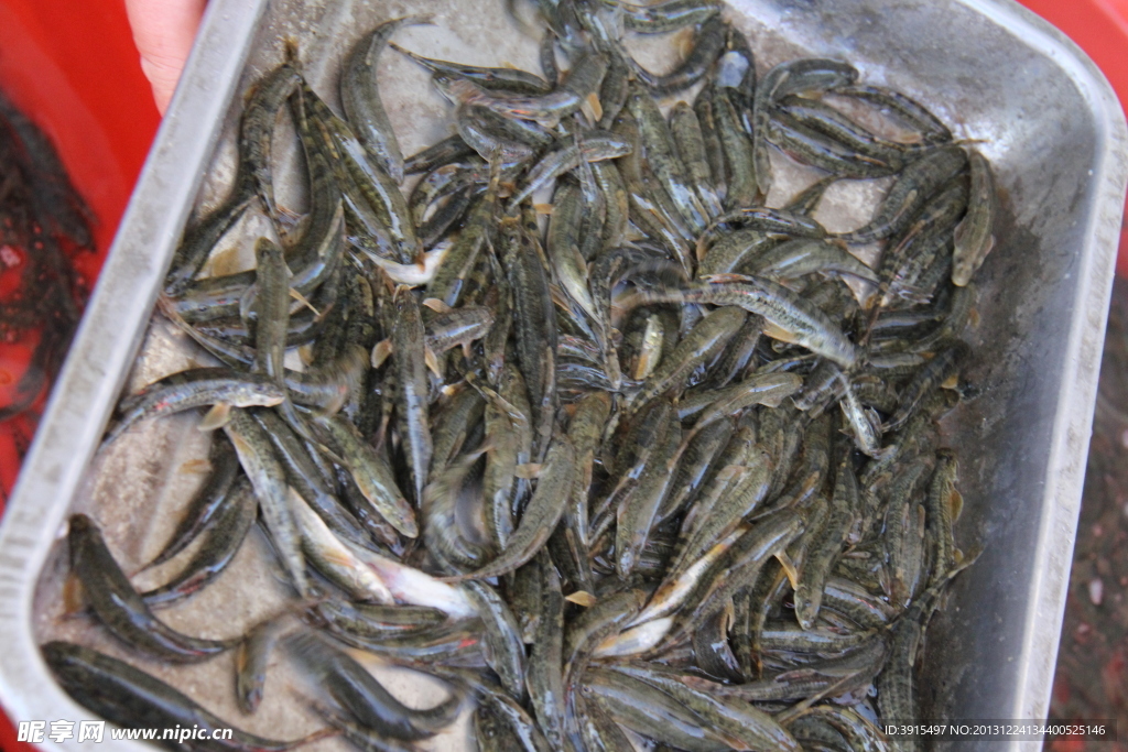 小鱼