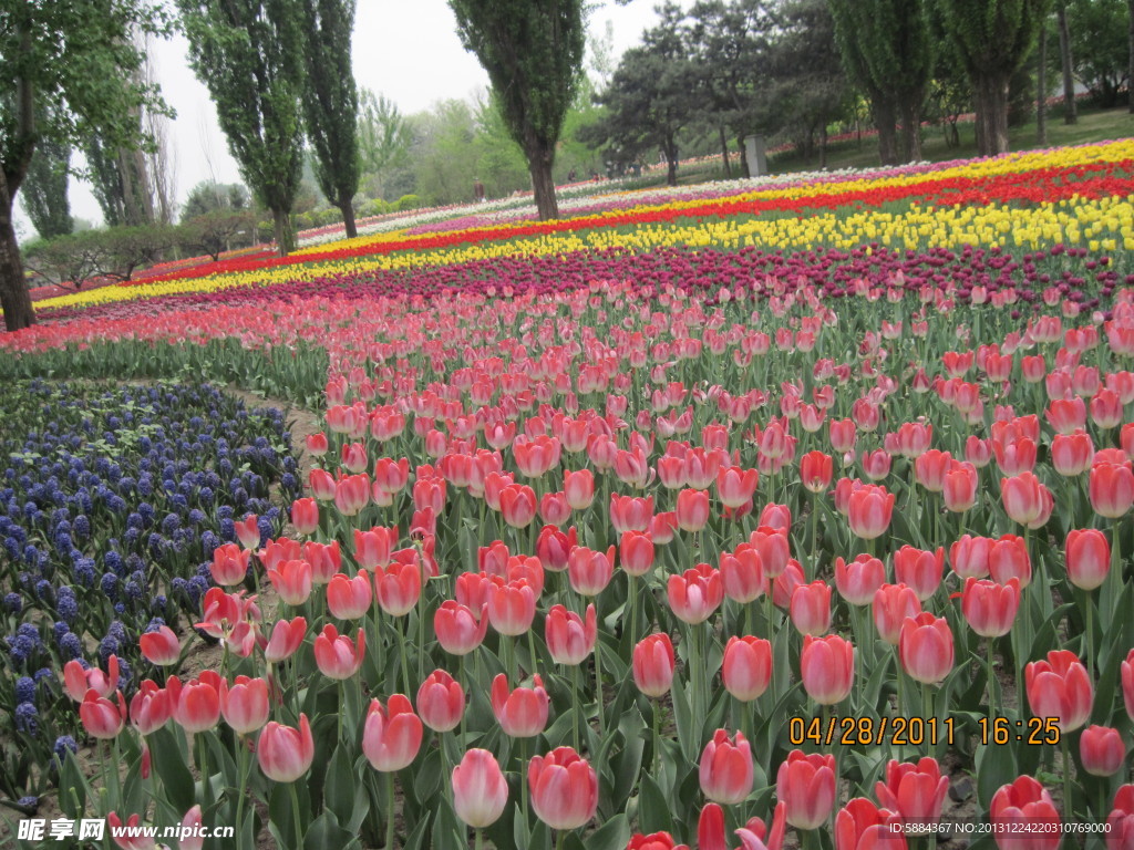 郁金香花带