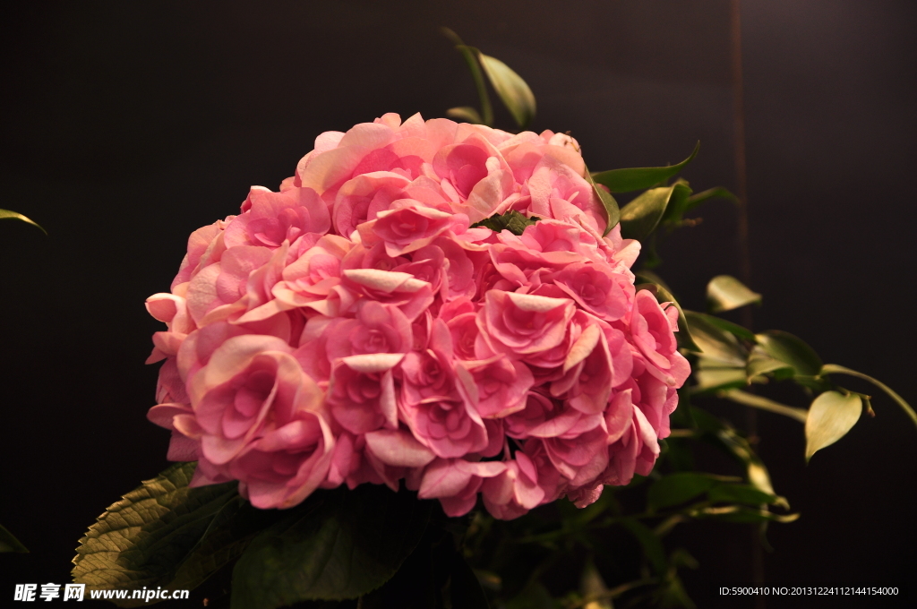 月季花