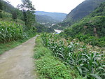 玉米地