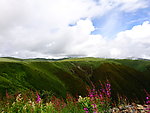 高山红花