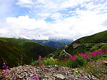 山川鲜花