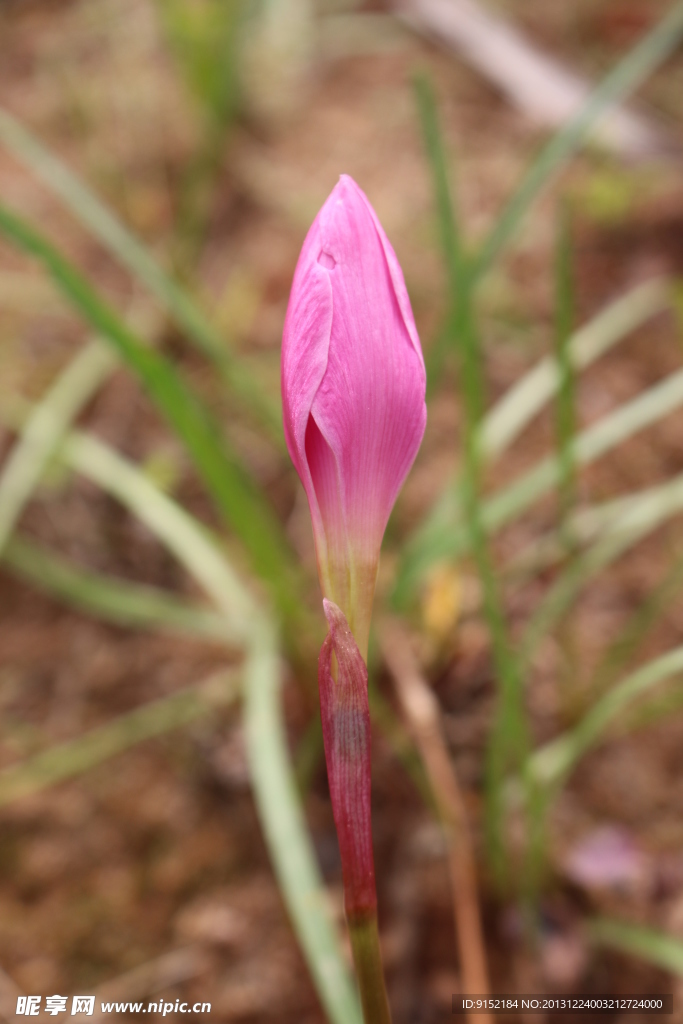 兰花de花蕾