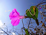 牵牛花