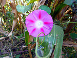 牵牛花