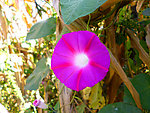 牵牛花