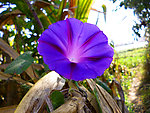 牵牛花