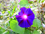 牵牛花
