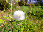苦菜花