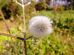 苦菜花