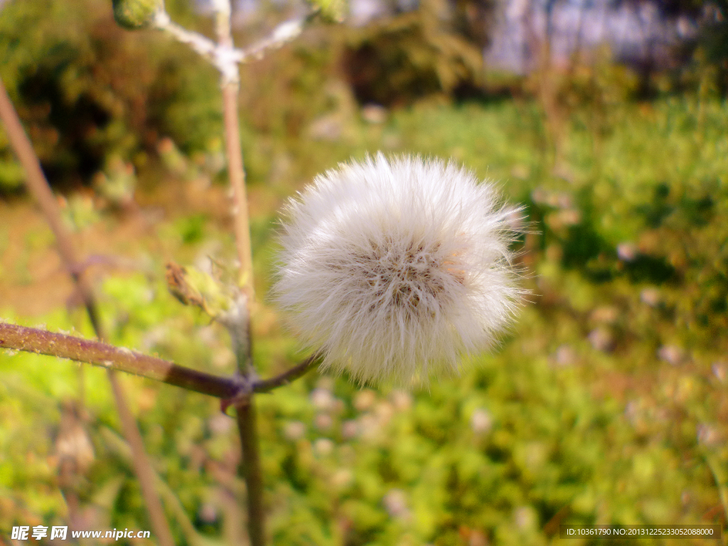 苦菜花