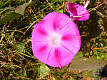 牵牛花