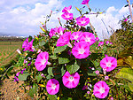 牵牛花