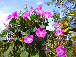 牵牛花