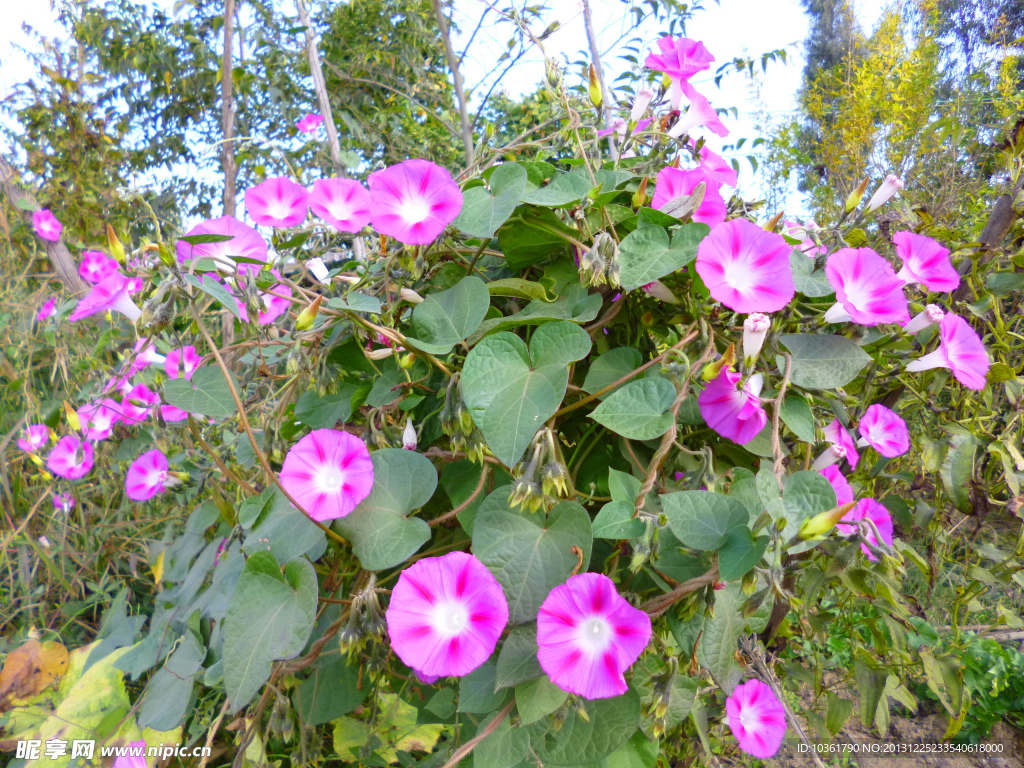 牵牛花