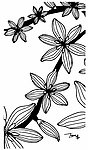 花枝