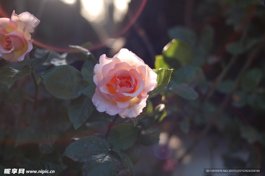 月季花