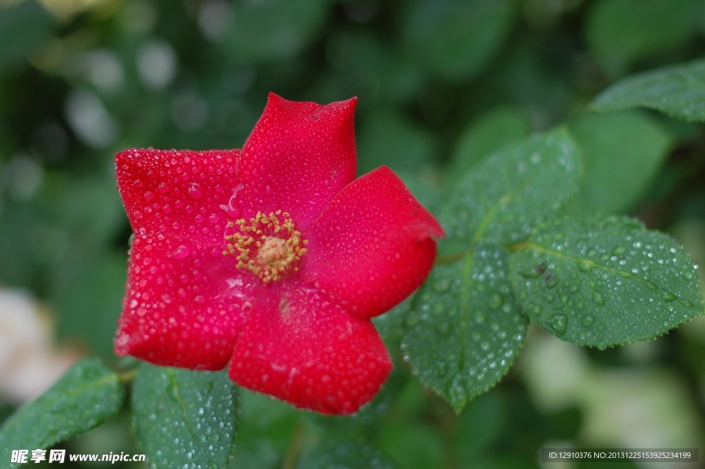 月季花