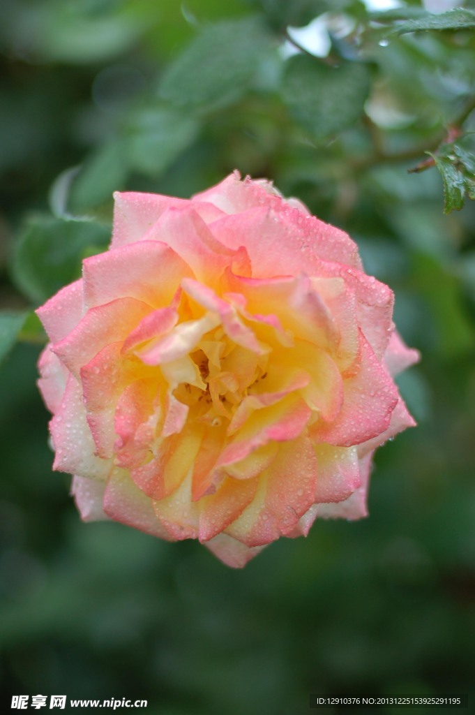 月季花
