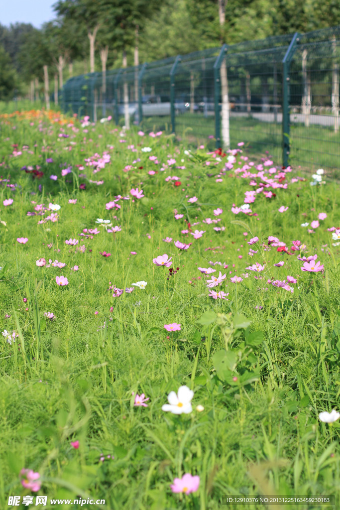 格桑花